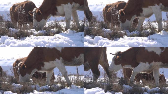 冬季 畜牧 养牛 牛