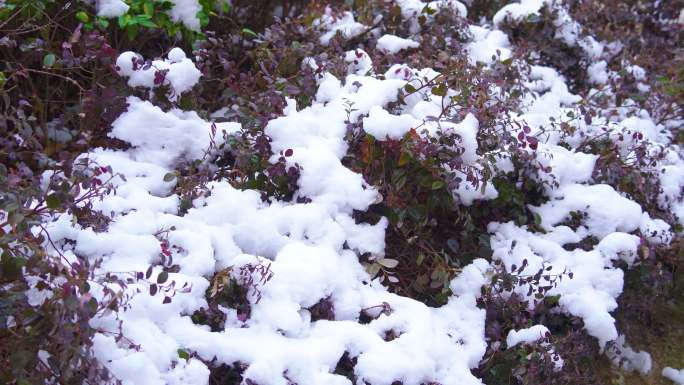 4K冬天小区植物积雪
