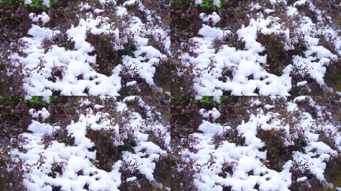 4K冬天小区植物积雪