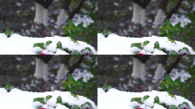 4K树叶积雪飘雪