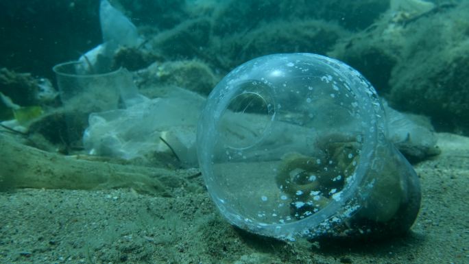 章鱼在海底垃圾场的塑料垃圾里