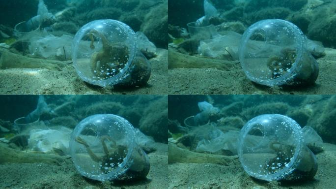 章鱼在海底垃圾场的塑料垃圾里