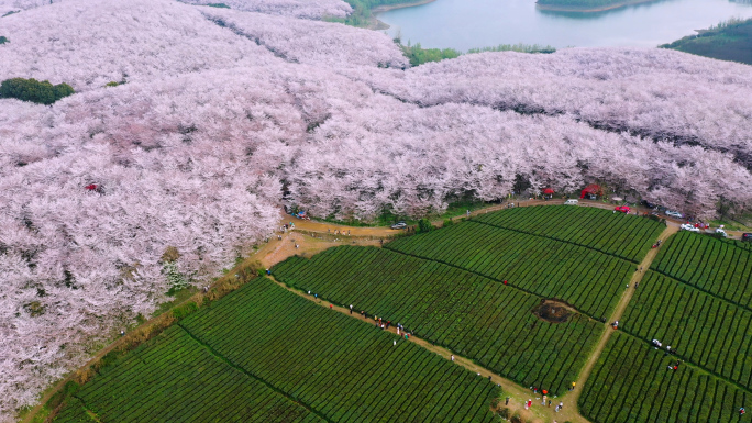 航拍贵州平坝樱花园多角度多景别