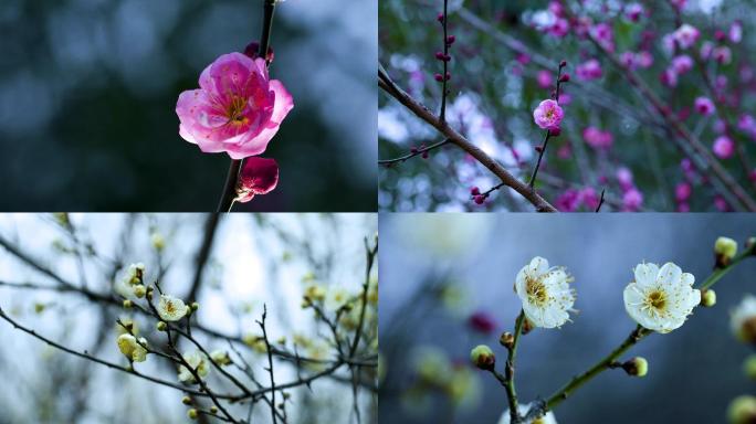 梅花 雪花