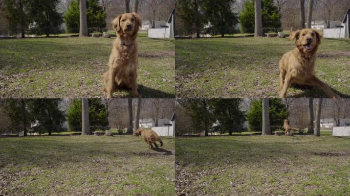 一只金色猎犬在后院玩耍时捡起一个蓝色的球