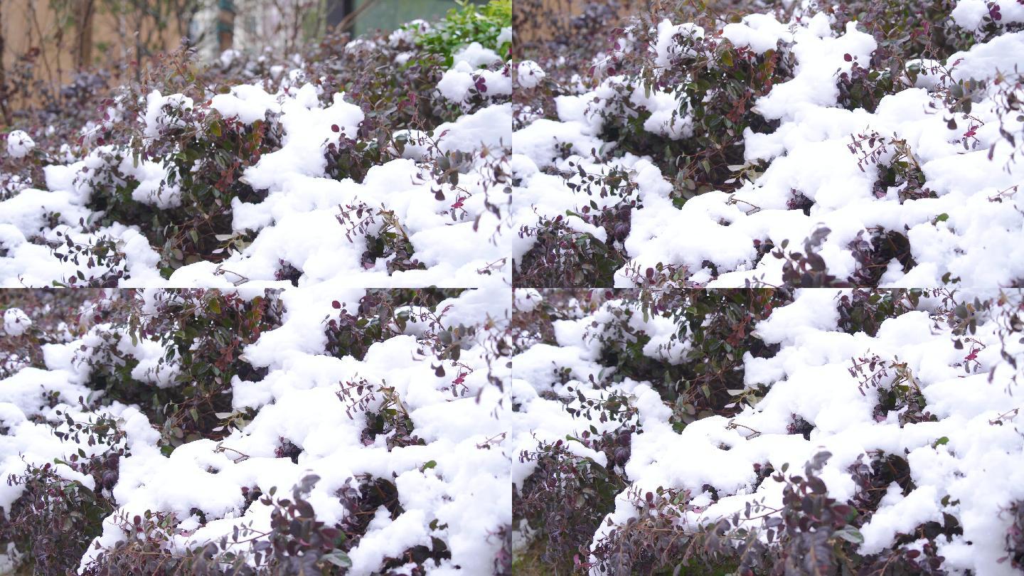 4K小区绿化树叶积雪