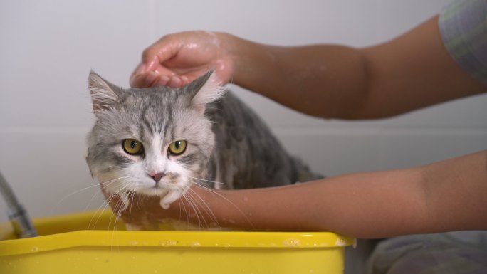 洗澡的小猫宠物店猫粮狗粮流浪猫猫砂盆关爱