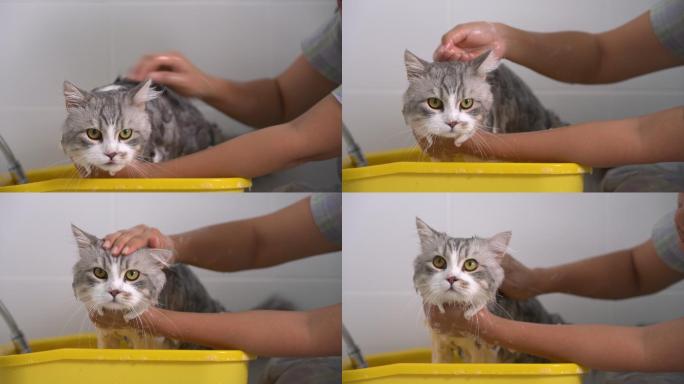 洗澡的小猫宠物店猫粮狗粮流浪猫猫砂盆关爱