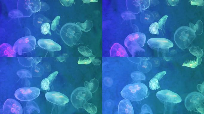 水母海底世界唯美浮游生物