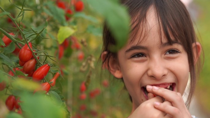 小女孩在有机农场吃新鲜西红柿
