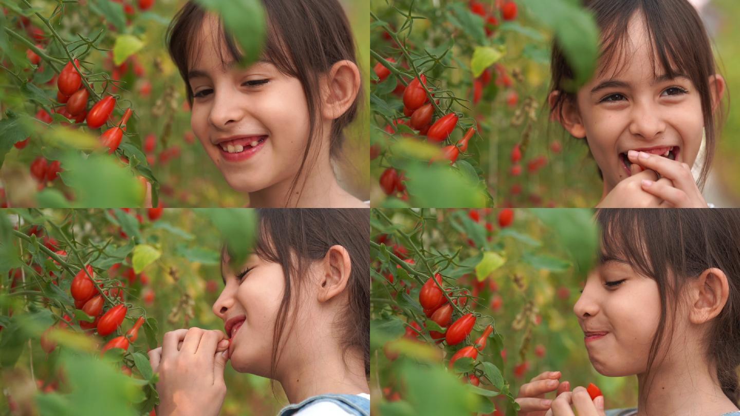 小女孩在有机农场吃新鲜西红柿