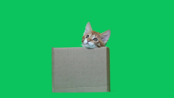 猫从盒子里跳了出来