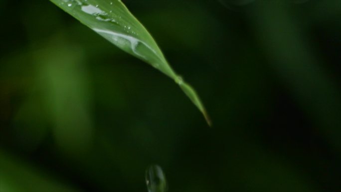 竹叶雨