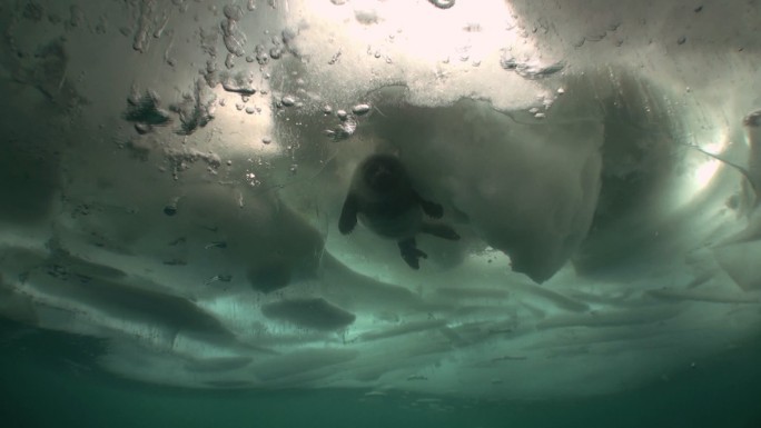 冰层下的野生海豹海底世界海洋生物三亚潜水