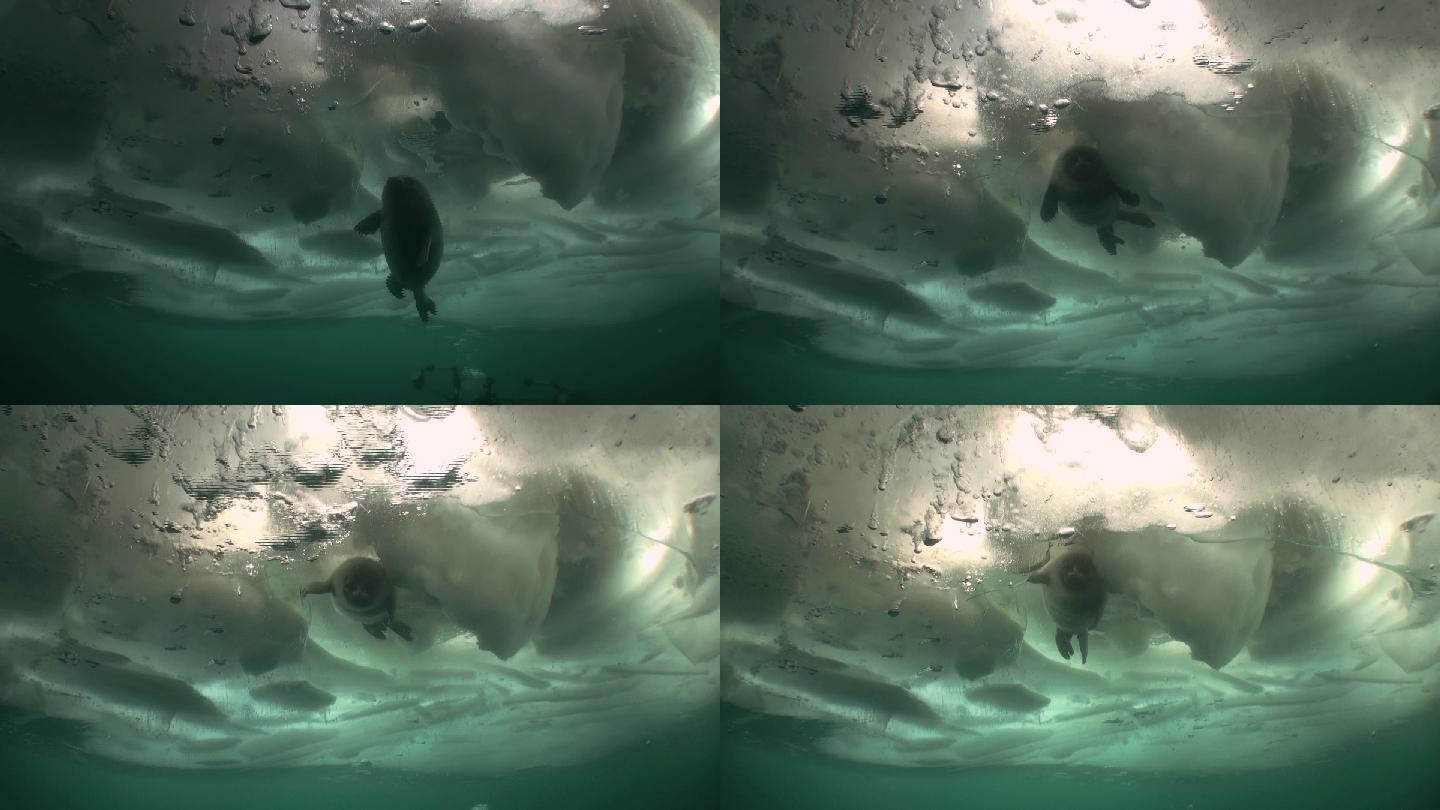 冰层下的野生海豹海底世界海洋生物三亚潜水