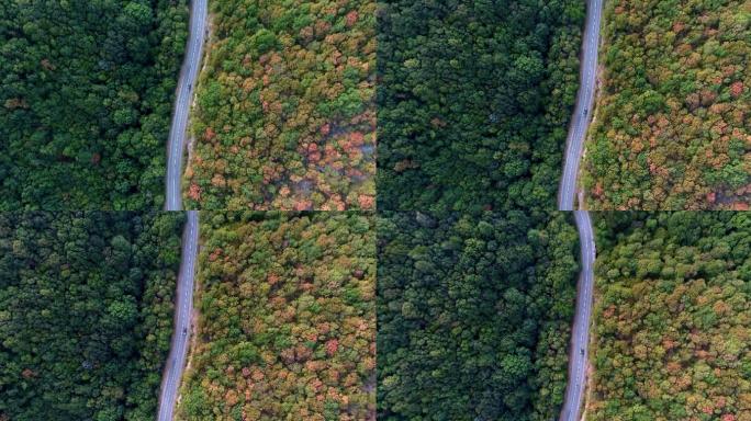 彩色森林中公路上汽车的空中拍摄