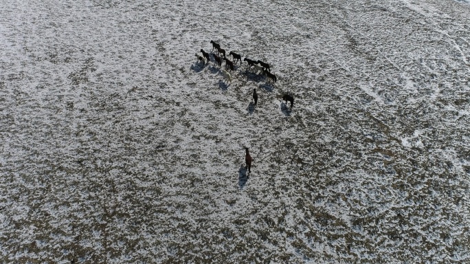 跑在雪地上的马儿