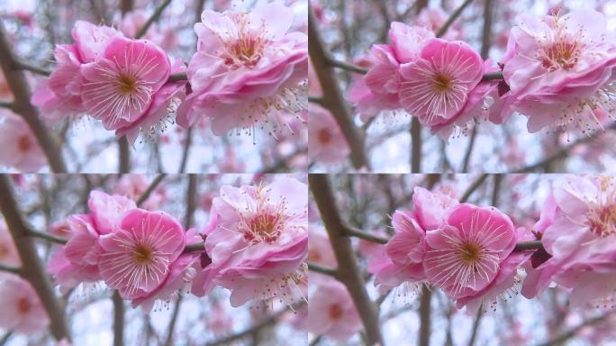 花朵梅花原创摄影高清4K红梅粉红色