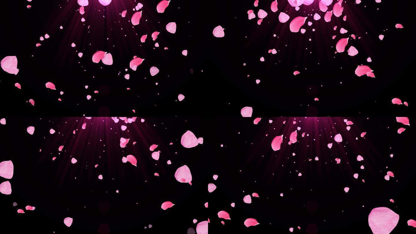 4K粉红瓣粒子飘落视频-循环