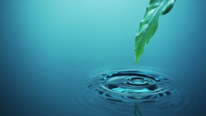水滴从树叶上掉落到水中