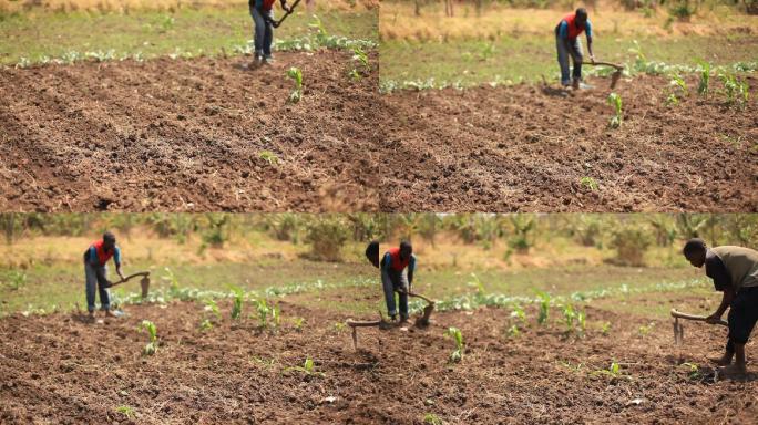 农田里耕作的农民非洲农民种地耕种