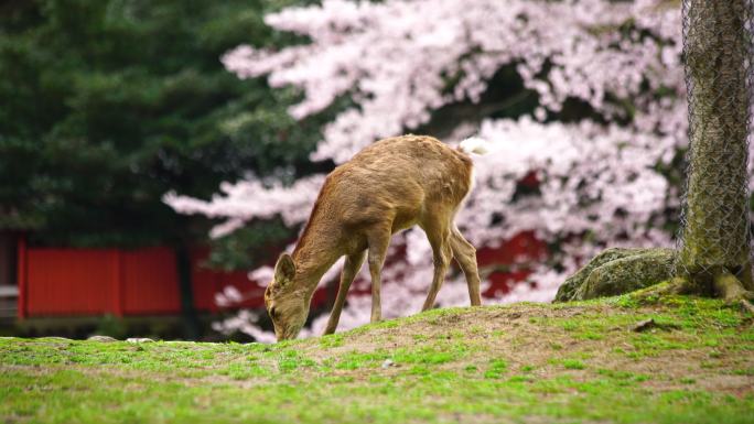 日本樱花节的鹿。国外外国奈良小鹿梅花鹿