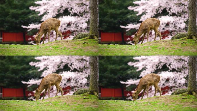 日本樱花节的鹿。国外外国奈良小鹿梅花鹿