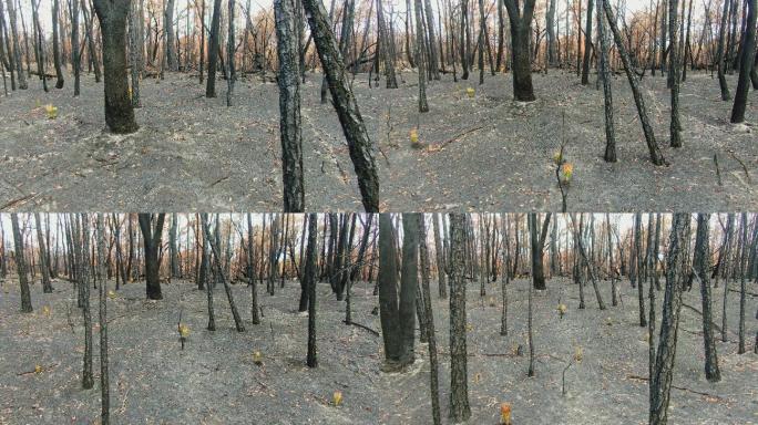 被大火烧毁的森林
