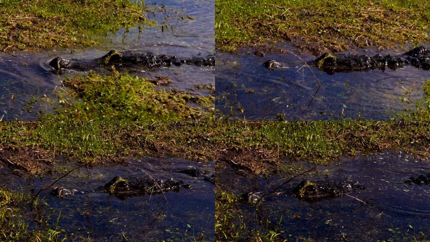 短吻鳄两栖动物猛兽危险沼泽地