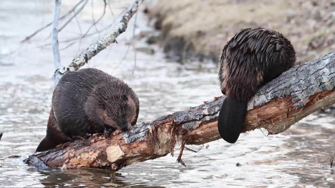 海狸河狸动物啃树生存繁殖觅食