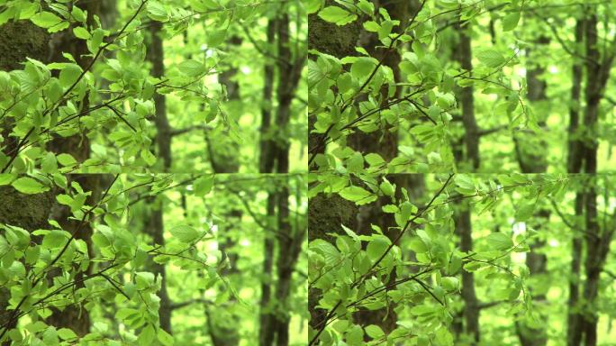 绿叶在微风中摇曳。