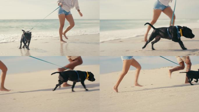 海边玩耍的夫妇沙滩上遛贵宾犬小黑犬赤足奔