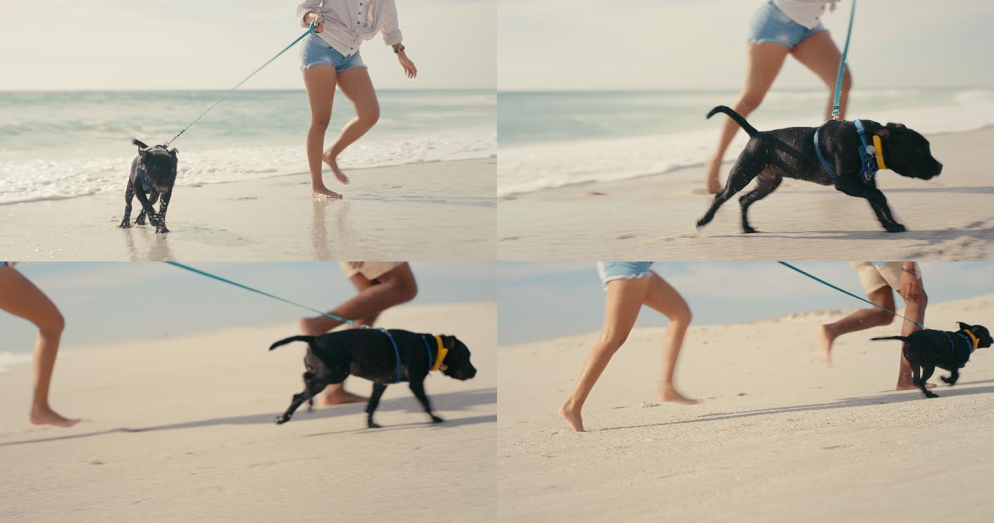 海边玩耍的夫妇沙滩上遛贵宾犬小黑犬赤足奔