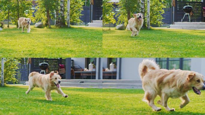 忠诚的金色猎犬穿过后院的绿色草坪。