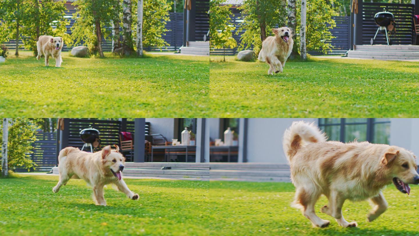 忠诚的金色猎犬穿过后院的绿色草坪。