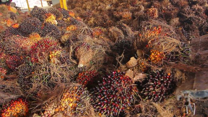 棕榈果农业。油棕果马来西亚农产品