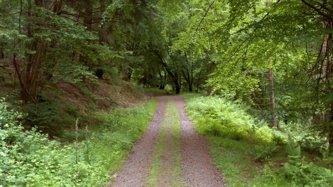 森林中的土路树林小路小道大自然植被丛林