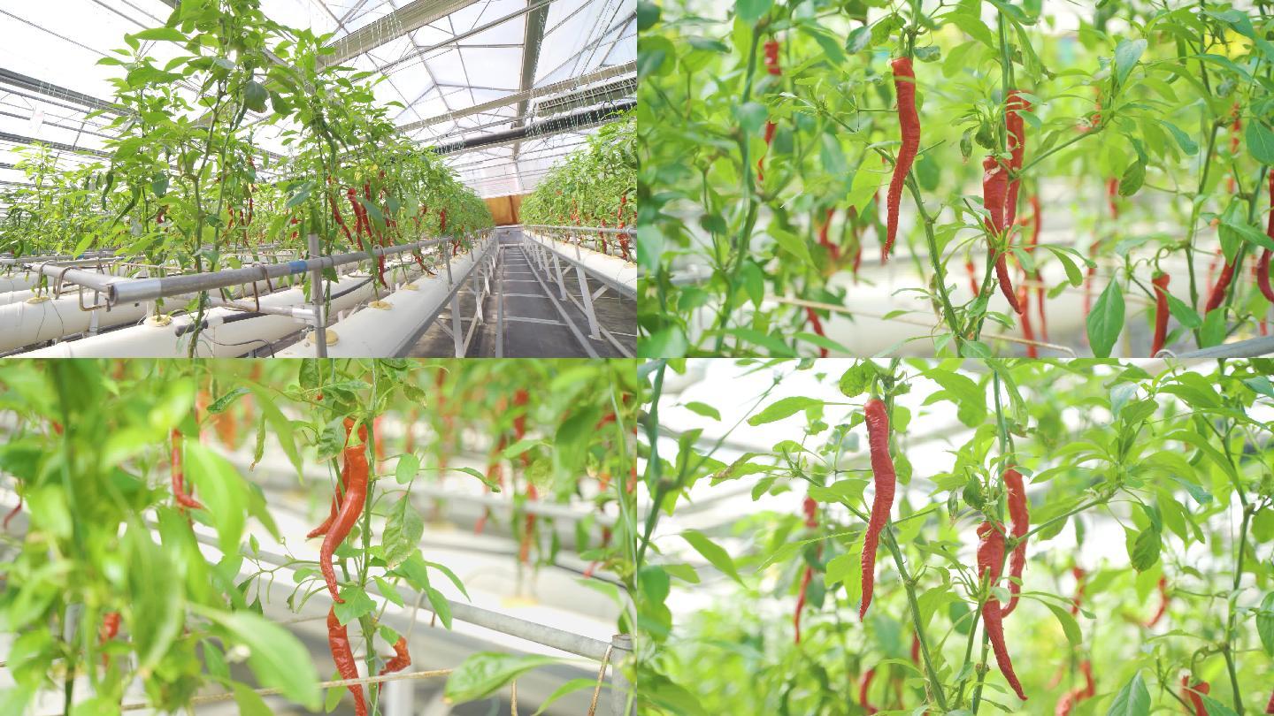 4K大棚辣椒种植农业大棚辣椒新型种植技术
