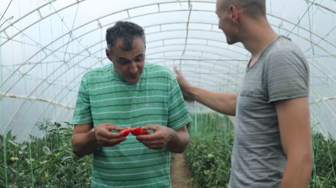 父亲和儿子从温室里摘西红柿