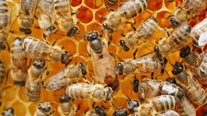 蜂王被蜜蜂包围蜂后蜂群蜂王浆蜜蜂采蜜酿蜜