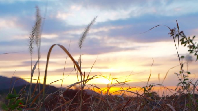 夕阳下芦苇狗尾巴草