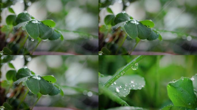 4K雨水拍打树叶