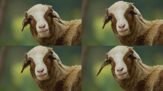 可爱的绵羊饲养养羊羊头