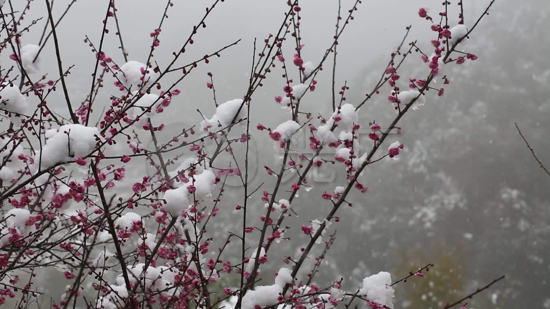 【七绝·大吴风草】（平水韵） - 知乎