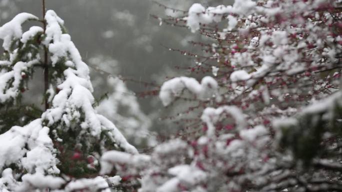 江南浙江冬天下雪村田倒春寒梅花积雪融化