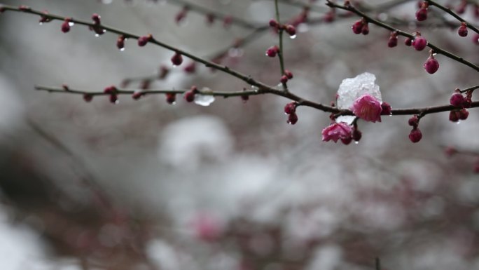 江南浙江冬天雪梅花春天积雪融化红梅花开