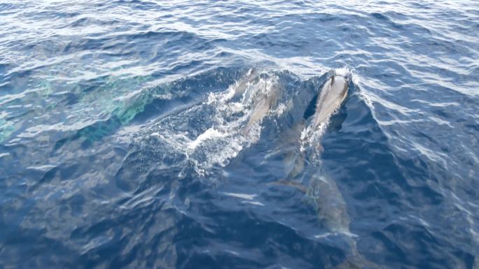 自由的海豚群海浪海面汹涌澎湃大海浪花