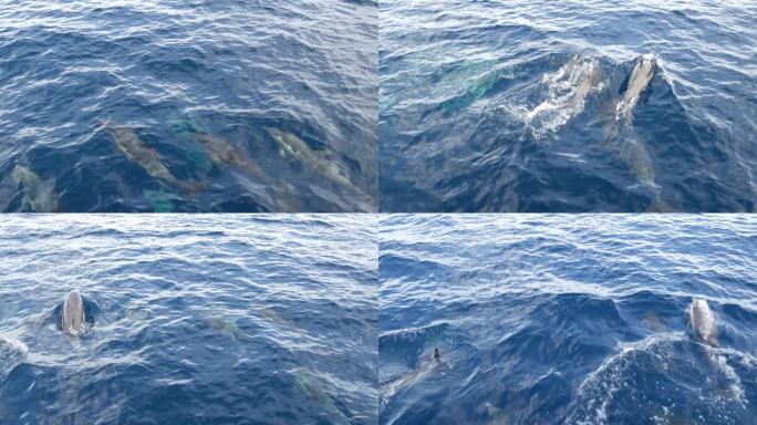 自由的海豚群海浪海面汹涌澎湃大海浪花