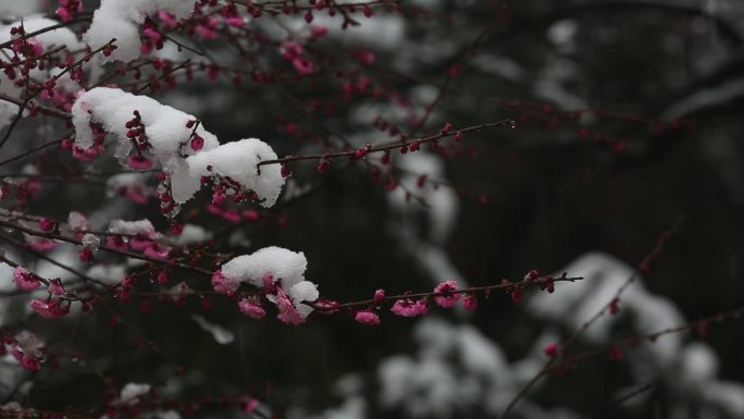 江南冬天梅园红梅白雪中国风春暖花开