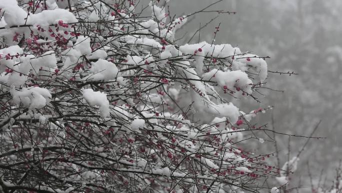 江南浙江白雪红梅梅花积雪融化春暖花开